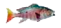 FISHING CALENDAR
