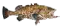 FISHING CALENDAR